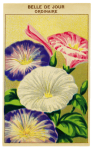 Zaadpakket Vintage Bloemen