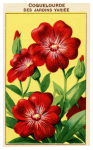 Balíček semen Vintage květiny