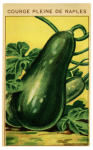 Seed Packet Vintage Vegetable