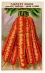 Seed Packet Vintage Vegetables