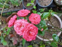 Malé růžové růže