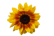 Sunflower blossom yellow flower