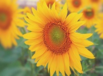 Floarea soarelui floare de toamnă floare
