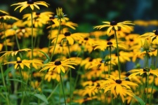 Coneflower floresce amarelo