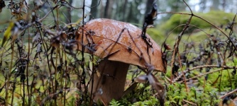 Cogumelos na floresta, close-up