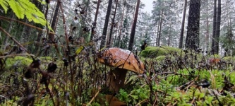 Cogumelos na floresta