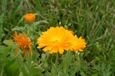 Caléndula, flor amarilla