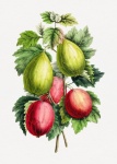 Gooseberry fruits fruit art