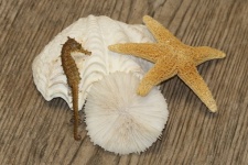 Starfish And Seahorse