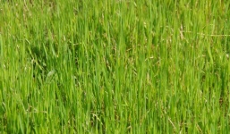 Egyenes hosszú zöld fű