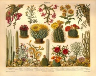 Succulent cactus vintage art
