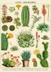 Sukulentní kaktus vintage umění