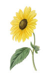 Sunflower Vintage Clipart