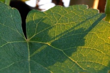 Sunlight On Grape Leaf