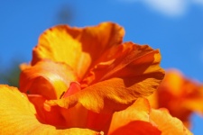 Luz do sol na flor de laranja canna