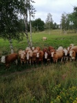 Swedish Mini Bulls