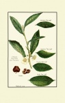 Arte vintage della pianta del tè