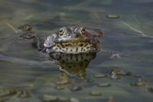 Foto de espejo de estanque de ranas de e