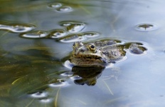 Foto de espejo de estanque de ranas de e