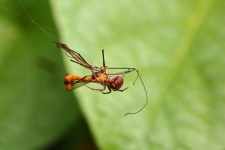 Tiger crane fly trapped in web