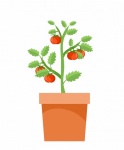 Illustrazione di pianta di pomodoro clip