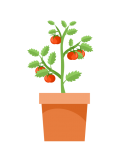 Illustrazione di pianta di pomodoro clip