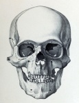 Crâne crâne vintage vieux
