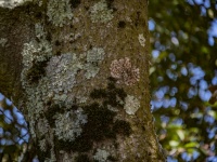 樹皮の樹皮菌