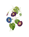 Clipart vintage da flor da corriola