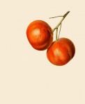Mandarino Frutta Vintage Acquerello