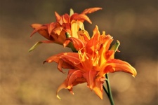Two Orange Day Lilies at Dusk