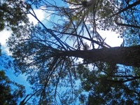 Upward View Of Tall High Eucalyptus