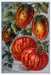 Catálogo de semillas vintage de hortaliz