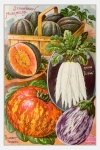 Catálogo de sementes vintage de vegetais