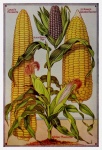 Catálogo de semillas vintage de hortaliz