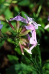 View of pink soapwort flower