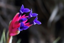 View of purple and pink flower