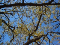 View upward into flowering tree