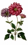 Vintage fleur anémone Clipart