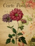 Vintage květinová sasanka pohlednice