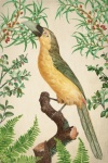 Pájaro tropical de arte vintage