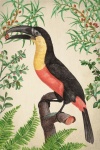 Pássaro tropical de arte vintage