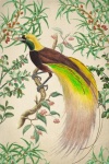 Vintage art tropical bird