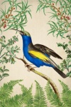 Vintage art trópusi madár