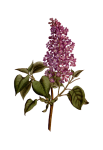 Vintage Lilac Blossom Flowers