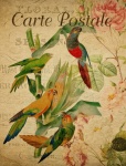 Vintage Parrots Art Postcard