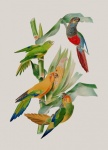 Vintage Parrots Art Print