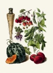 Impressão de arte de vegetais vintage