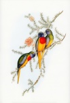 Arte del loro de los pájaros del vintage