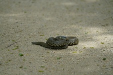 盘绕在地上的毒蛇